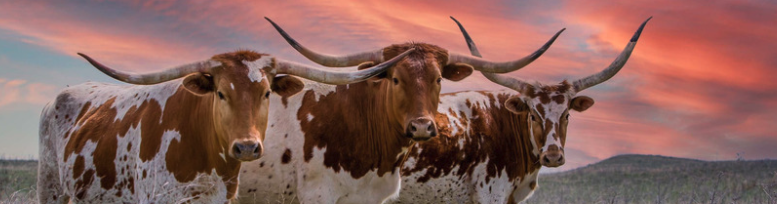 Texas-1